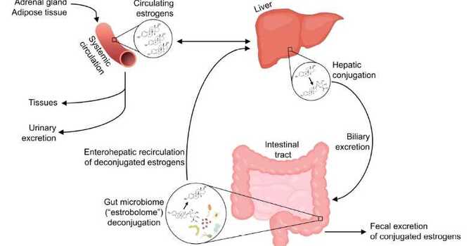 The Interplay Between Hormone Replacement Therapy and the Gut Microbiome in Menopause Management image
