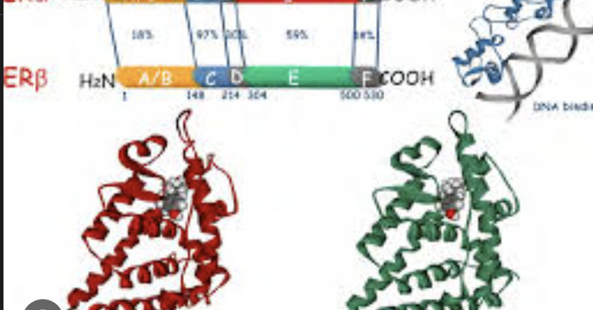Your Body’s Internal Command Center: How Hormone Receptors Orchestrate Your Health